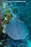 Pacific Torpedo Ray