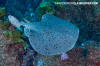 Pacific Torpedo Ray