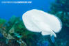 Pacific Torpedo Ray