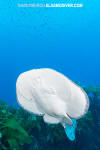 Pacific Torpedo Ray