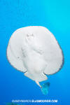 Pacific Torpedo Ray