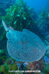 Pacific Torpedo Ray