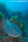 Pacific Torpedo Ray
