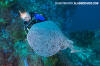 Pacific Torpedo Ray