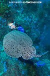 Pacific Torpedo Ray