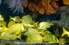 Panama Porkfish