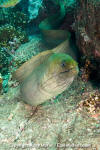 Panamic Green Moray Eel