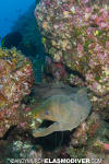 Panamic Green Moray Eel