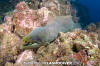 Panamic Green Moray Eel