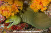 Panamic Green Moray Eel