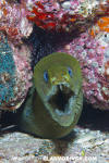 Panamic Green Moray Eel