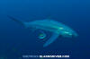 Pelagic Thresher Shark