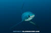 Pelagic Thresher Shark