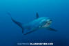 Pelagic Thresher Shark