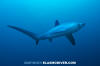 Pelagic Thresher Shark