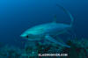 Pelagic Thresher Shark 060