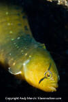 Penpoint Gunnel