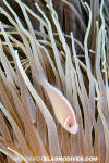 Pink Anemonefish