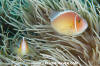 Pink Anemonefish