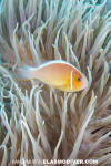 Pink Anemonefish