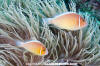 Pink Anemonefish