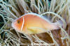 Pink Anemonefish