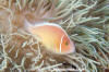 Pink Anemonefish