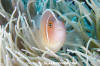 Pink Anemonefish