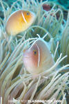 Pink Anemonefish