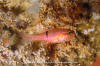 Pink Cardinalfish