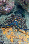 Pinto Spiny Lobster