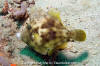 Planehead Filefish