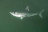 Porbeagle Shark 002