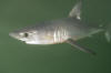 porbeagle shark pic