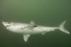 Porbeagle Shark image