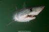 porbeagle shark