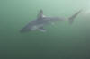 Porbeagle Shark picture