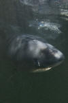 Porbeagle Shark image