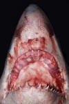 Porbeagle Shark Jaw image