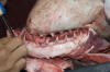 Porbeagle Shark Jaw pic