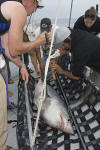 Porbeagle Shark Tagging picture