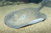 Rosette River Stingray picture