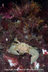 Pubescent Porcelain Crab