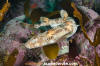 Puffadder Shyshark