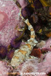 Puffadder Shyshark