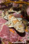 Puffadder Shyshark