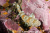 Puffadder Shyshark