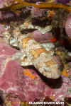 Puffadder Shyshark