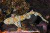 Puffadder Shyshark