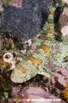 Puffadder Shyshark